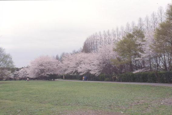 春は桜のトンネルがあちこちに現れます。