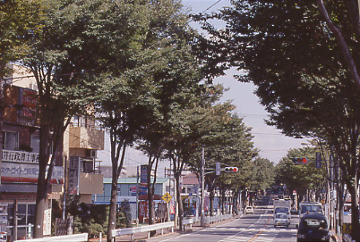 与野八景の一つ「埼大通りのけやき並木」は日本一の規模を誇ります。