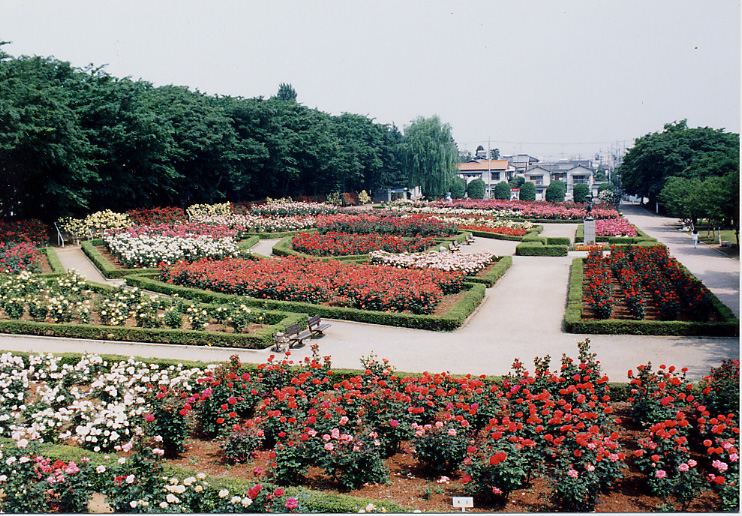 バラ園で有名な「与野公園」。旧与野市の市民の花はバラでした。